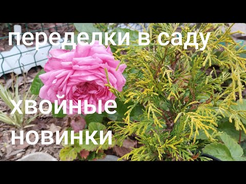 Видео: 2.10.25#новинки#пересадки
