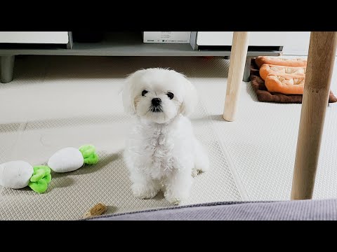 Видео: Щенок, который выглядит как кукла, когда он набирает волосы