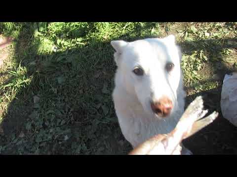 Видео: Сначала крякаем/Потом вкусняшки/