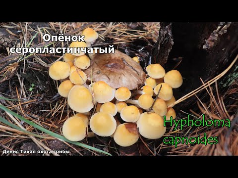 Видео: Опёнок серопластинчатый | Hypholoma capnoides | ГРИБОТЕКА