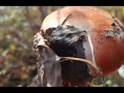 Видео: 31 жовтня 2025р. 😍♥️🤗