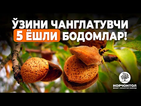 Видео: БОДОМНИ ҚАЙСИ СХЕМАДА ЭККАН МАЪҚУЛ ? | ШУҲРАТ АБРОРОВ     #shuhratabrorov #бодомэкиш #бодом