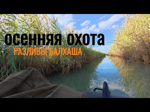 Видео: Утиная охота на разливах Балхаша. Открылись по утке с неплохим результатом.