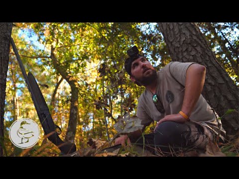 Видео: ЛУЧШИЙ МЕТОД ОХОТЫ И ПРИГОТОВЛЕНИЯ БЕЛОК! Охота на белок в Луизиане. ОБЩЕСТВЕННЫЕ ЗЕМЛИ! (Поймай ...
