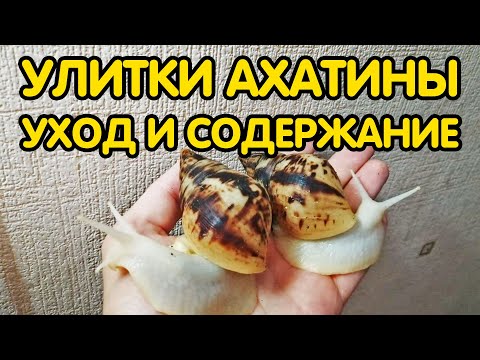 Видео: Улитки ахатины - уход и содержание. Как ухаживать за улитками и чем их кормить?