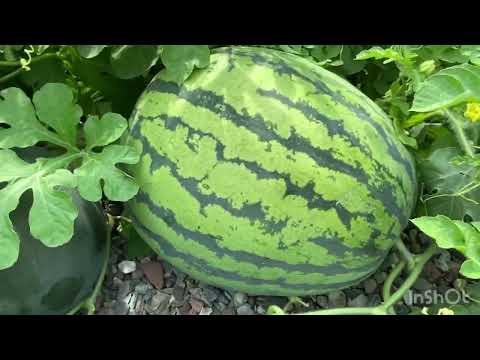 Видео: Арбузы сегодня 2 августа 2024