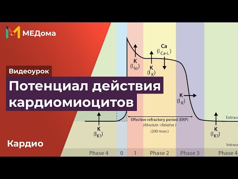 Видео: Потенциал действия кардиомиоцитов / кардиология / USMLE step 1 | Медома