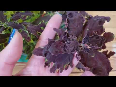 Видео: Колеусы. Обзор по сортам: мои сеянцы и черенки сортовых колеусов готовы к сезону!