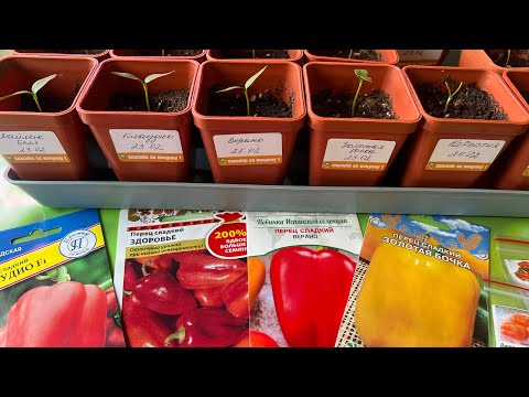 Видео: Посевы в феврале - Сладкий перец , лук Эксибишен , 17 дней от посевов#нравится#garden#сад#рассада