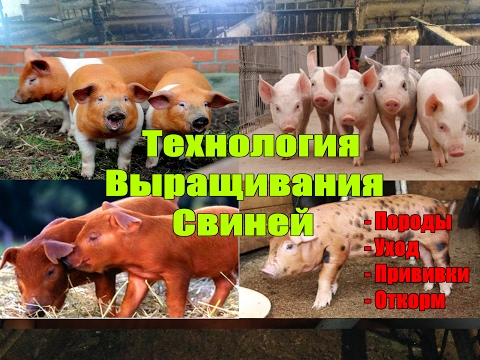 Видео: ВЫРАЩИВАНИЕ СВИНЕЙ/ САМЫЙ ЛУЧШИЙ СПОСОБ/ КАК ВЫРАЩИВАТЬ СВИНЕЙ/ ВСЕ О ПОРОДАХ, ПРИВИВКАХ И КОРМЛЕНИИ