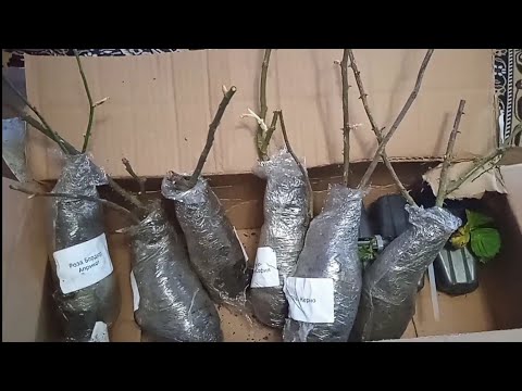 Видео: Распаковка саженцев роз. Март 2024.