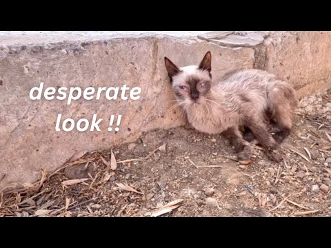 Видео: После аварии кот парализован на обочине со слезами на глазах.