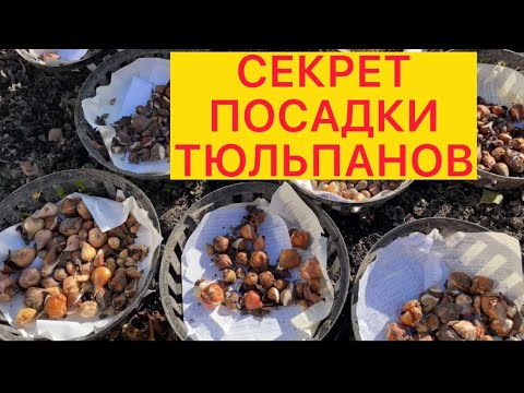 Видео: КАК ПОСАДИТЬ ТЮЛЬПАНЫ ОСЕНЬЮ🌷