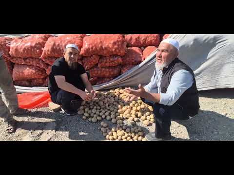 Видео: КАРТОШКА УРУҒЛАР  РАНОМИ ВА РЕВЕРИЁ #bobodexqonlar 