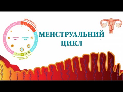 Видео: Менструальний цикл | фізіологія |