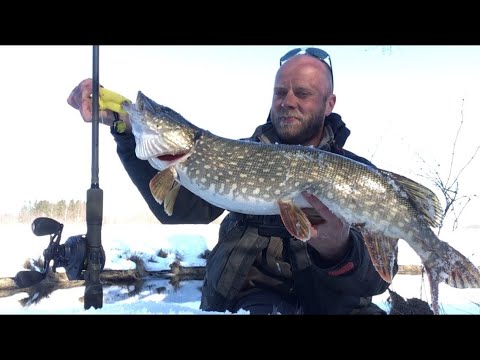 Видео: ТРОФЕЙНАЯ ЩУКА НА МАЛОЙ РЕКЕ! Ловля ЩУКИ на СВИМБЕЙТЫ весной! Рыбалка на СПИННИНГ в МАРТЕ!