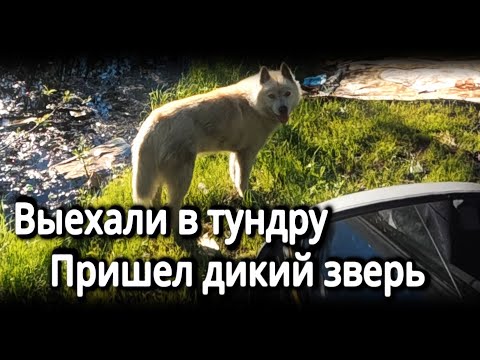 Видео: Дикий зверь пришёл на запах мяса. Отдых в тундре. Выжженная природа Норильска.