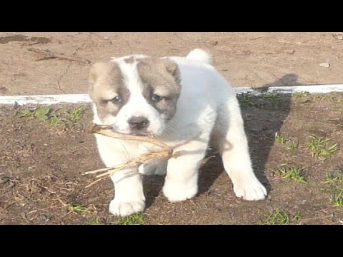 Видео: Щенка алабая выкинули из машины как тряпку, но позже он совершил то, отчего вы ахнете