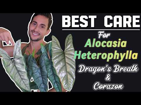 Видео: ЛУЧШИЙ УХОД за Alocasia heterophylla Dragon's Breath & Corazon