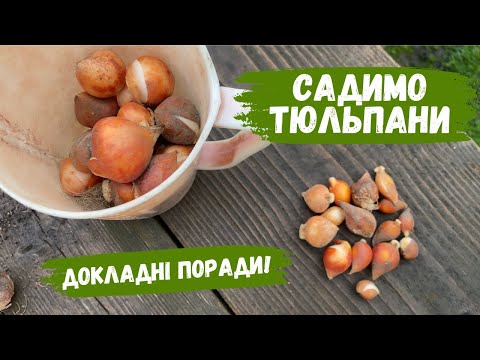 Видео: ВИСАДЖУЄМО ТЮЛЬПАНИ! ДОКЛАДНІ ПОРАДИ ЩОДО ПОСАДКИ ПІД ЗИМУ.