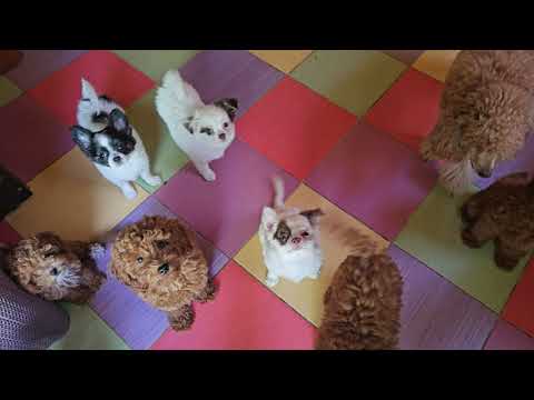 Видео: Доброе утро из ясель #питомник #чихуахуа и #пудель #мальтипу #Кастропуло #Крым 