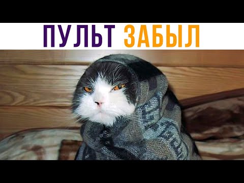 Видео: ПУЛЬТ ОТ ТЕЛЕКА ЗАБЫЛ))) Приколы | Мемозг #534