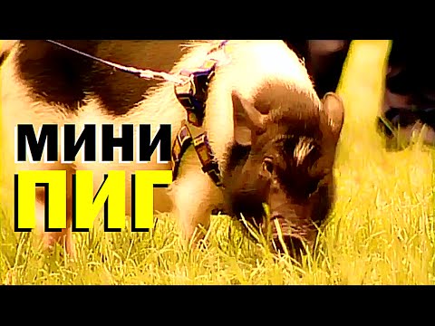 Видео: Галилео. Мини-пиг Фрося