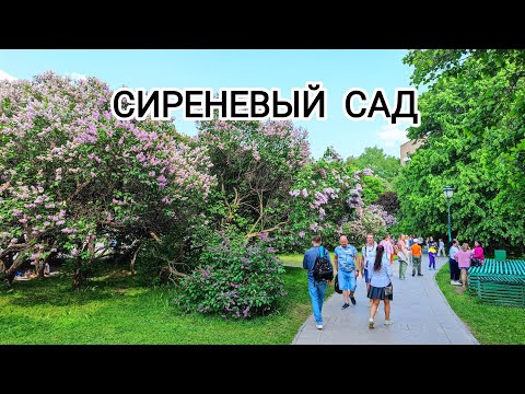 Видео: СИРЕНЕВЫЙ САД - КОТоПрогулка по Москве, 27 мая 2023 г.