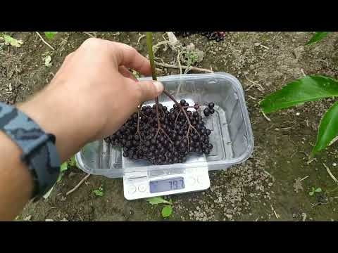 Видео: бузина Сампо