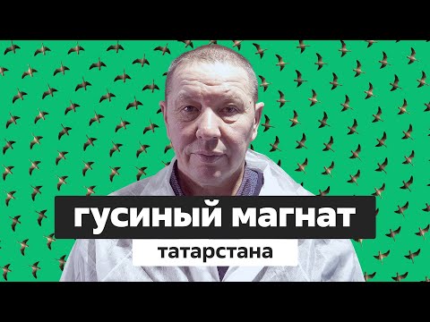Видео: Гусиные истории. Как заработать миллионы на птице?