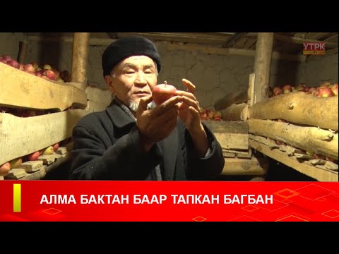 Видео: АЛМА БАКТАН БААР ТАПКАН БАГБАН