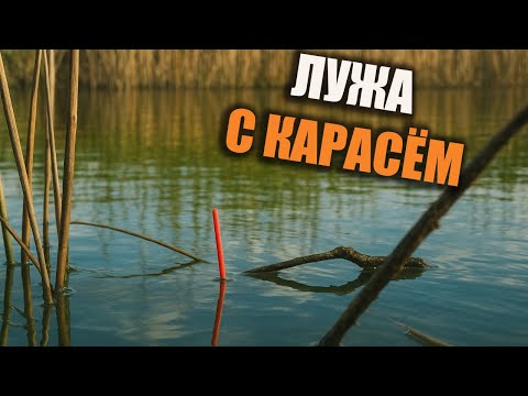 Видео: КАРАСЬ ОСЕНЬЮ?Да легко!!! Ловлю осеннего карася с лужи...