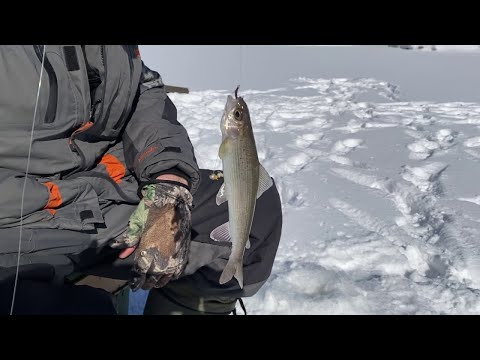 Видео: РЫБАЛКА ПОСЛЕДНИЙ ЛЕД