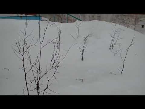 Видео: Норильск. Ленинский пр-т. Размышление о высадки деревьев, что тут никогда не росли. 2023.03.12.