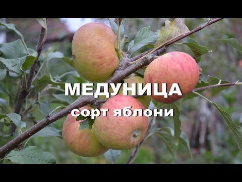 Видео: Сорт яблони Медуница