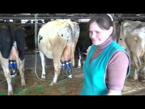 Видео: Батецкий район Новгородской области