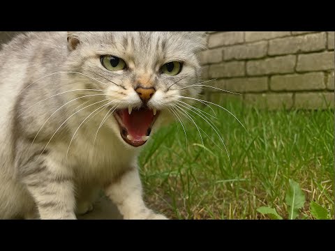 Видео: Выбрось этого дикаря! Кричала жена. Мужчина не послушал и однажды утром кот сделал нечто невероятное