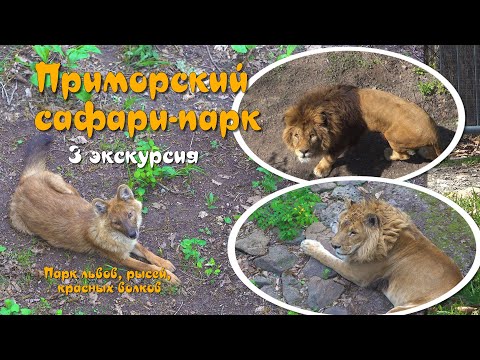 Видео: Приморский САФАРИ ПАРК -  3 экскурсия - парк ЛЬВОВ.