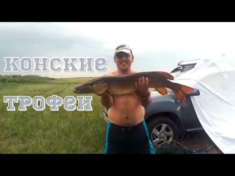 Видео: ЛОВЛЯ ТРОФЕЙНЫХ ЩУК на реке кон. Рыбалка на реке Кон и Куланотпес. Готовим щуку в фольге.
