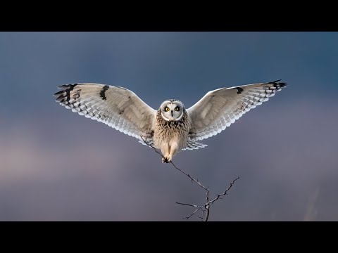 Видео: Красивые фотографии белой и болотной совы в Нью-Йорке. Sony A9 - A7SIII - A7RIV - не A1