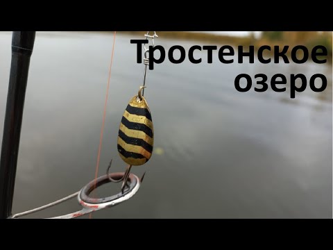 Видео: Хищник сидит в траве. Озеро Тростенское