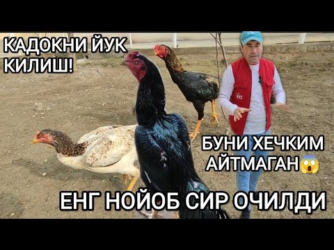 Видео: ДАКАН ТОВУК ИШКИБОЗЛАРИ УЧУН ДАХШАТ 😱 БУНАКАСИ БУ́ЛМАГАН ТЕКИНГА ТОЗА ХУРОЗ ЮТУБ ОЛИШИНГИЗ МУМКИН