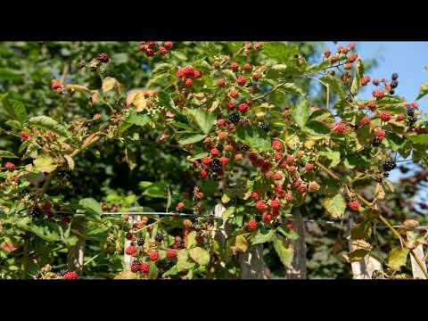 Видео: Технологія вирощування ожини: сорти, догляд, захист .