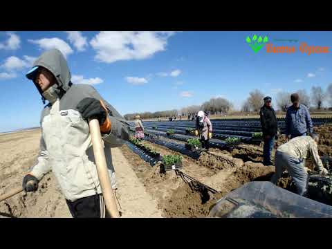 Видео: Сажаем Баклажан в поле 05.03.2021 Вита Фреш