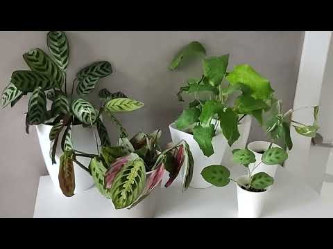 Видео: Маранты, ктенанты и калатеи.