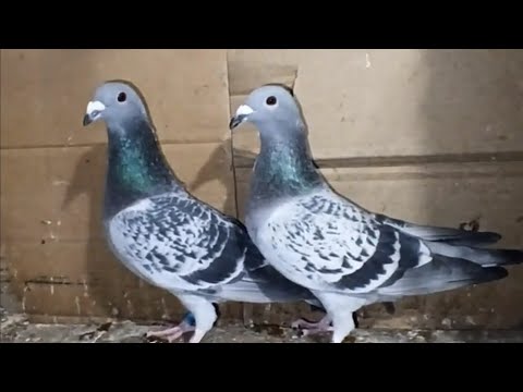 Видео: ПОЧТОВЫЕ ГОЛУБИ, КАКИЕ РАСЫ ЕСТЬ В МОЕЙ ГОЛУБЯТНЕ.