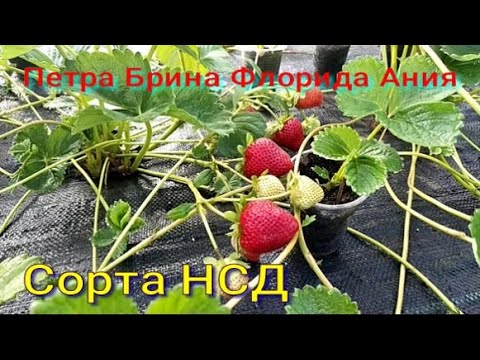 Видео: Петра, Брина, Флорида, Ания. Сорта постоянного плодоношения.