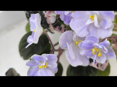 Видео: Мои новинки в мае. Цветущие фиалки 🪻🪻🪻🌺🌺🌺🪷🪷🪷