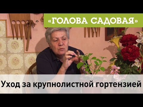 Видео: Голова садовая - Уход за крупнолистной гортензией