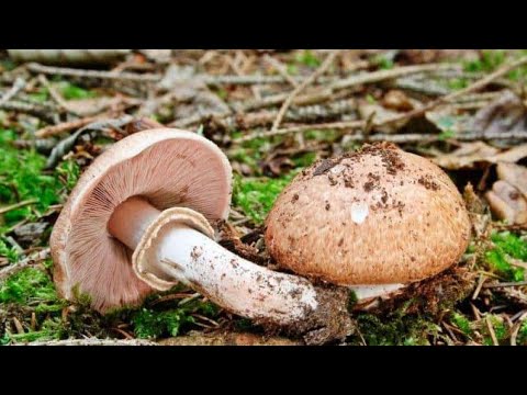 Видео: Как Почистить и Приготовить Грибы Шампиньоны!?